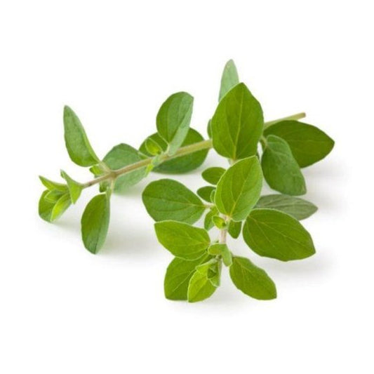 Fresh Oregano