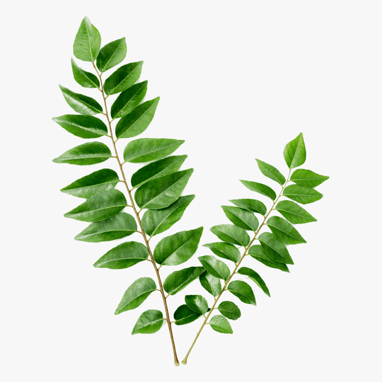 Curry Leaves