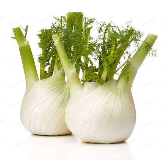 Fresh Fennel