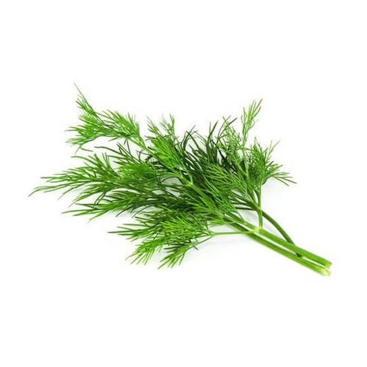 Fresh Dill